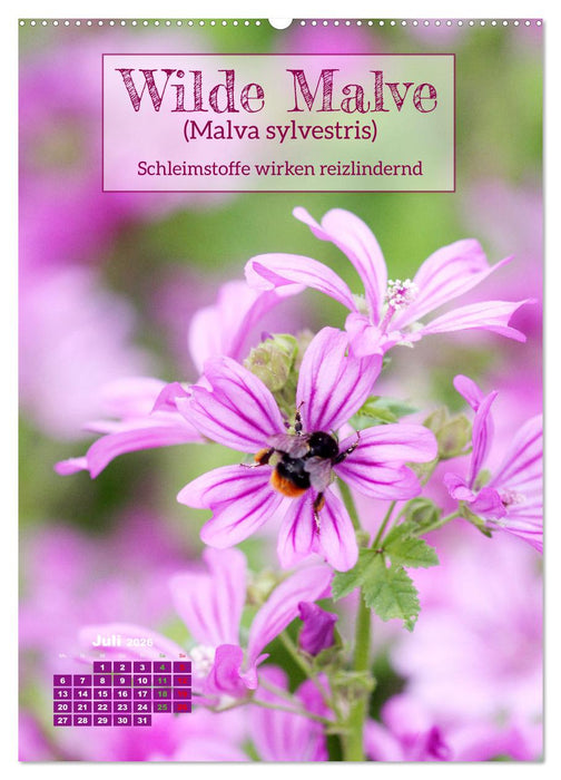 Arzneipflanzen - heilend und giftig (CALVENDO Premium Wandkalender 2026)