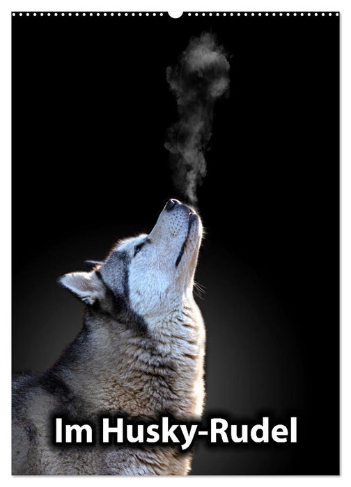 Im Husky-Rudel (CALVENDO Wandkalender 2026)