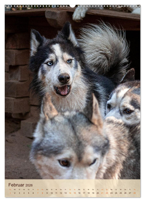 Im Husky-Rudel (CALVENDO Wandkalender 2026)