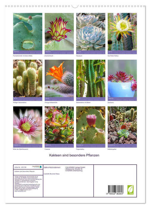 Kakteen sind besondere Pflanzen (CALVENDO Wandkalender 2026)