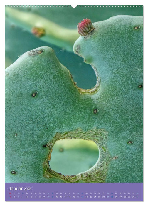 Kakteen sind besondere Pflanzen (CALVENDO Wandkalender 2026)