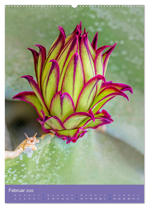 Kakteen sind besondere Pflanzen (CALVENDO Wandkalender 2026)