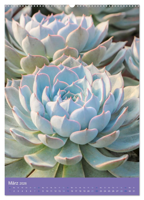 Kakteen sind besondere Pflanzen (CALVENDO Wandkalender 2026)