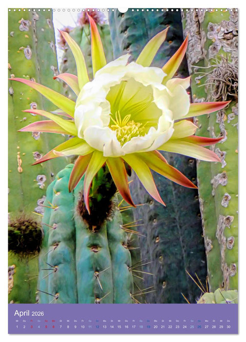 Kakteen sind besondere Pflanzen (CALVENDO Wandkalender 2026)
