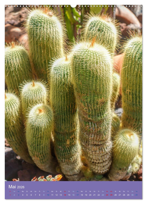 Kakteen sind besondere Pflanzen (CALVENDO Wandkalender 2026)