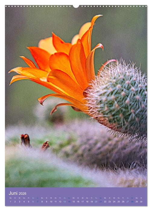 Kakteen sind besondere Pflanzen (CALVENDO Wandkalender 2026)