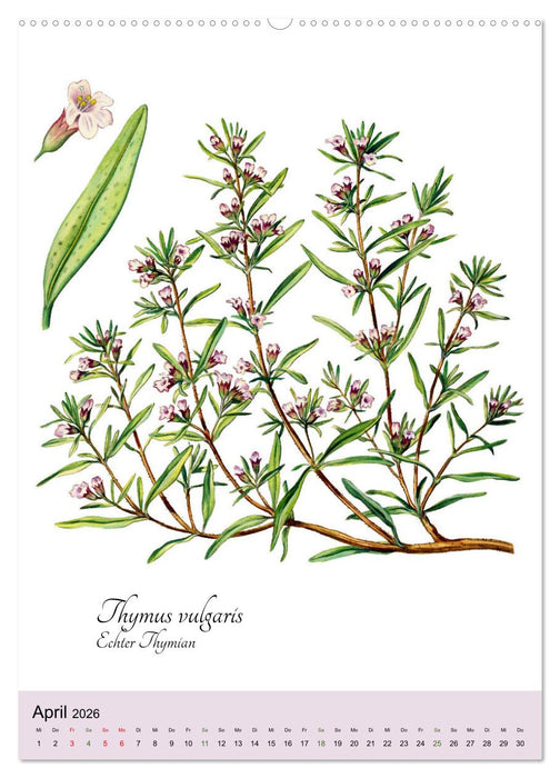 Die wichtigsten Küchenkräuter (CALVENDO Premium Wandkalender 2026)