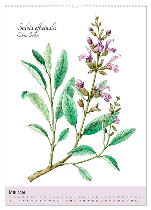 Die wichtigsten Küchenkräuter (CALVENDO Premium Wandkalender 2026)
