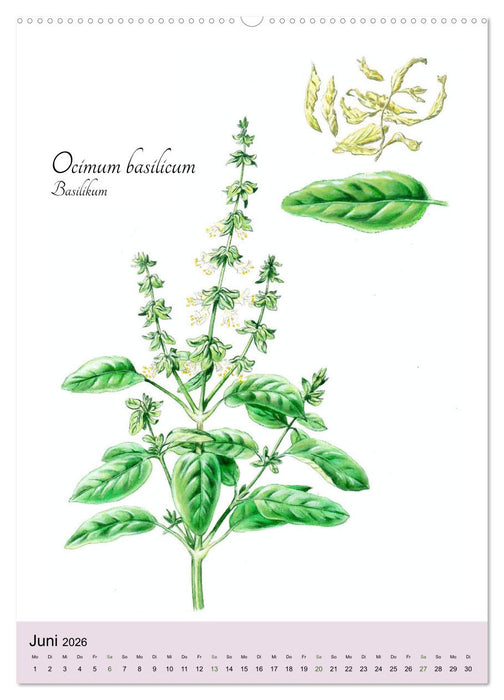 Die wichtigsten Küchenkräuter (CALVENDO Premium Wandkalender 2026)