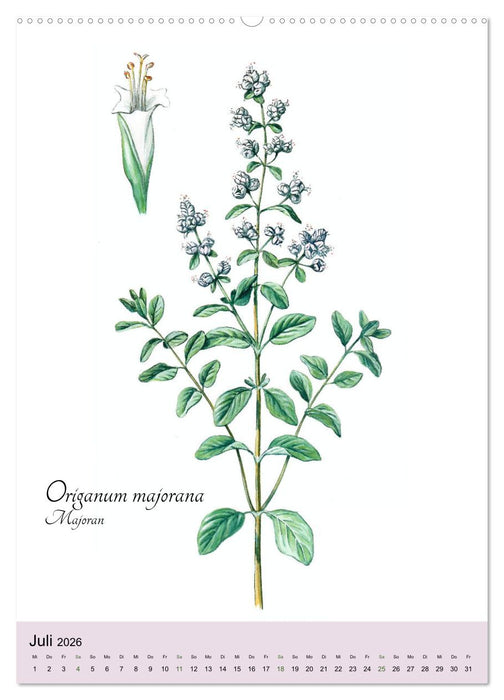 Die wichtigsten Küchenkräuter (CALVENDO Premium Wandkalender 2026)