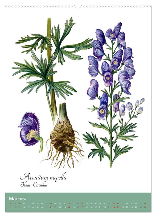 Die wichtigsten Heilkräuter (CALVENDO Premium Wandkalender 2026)