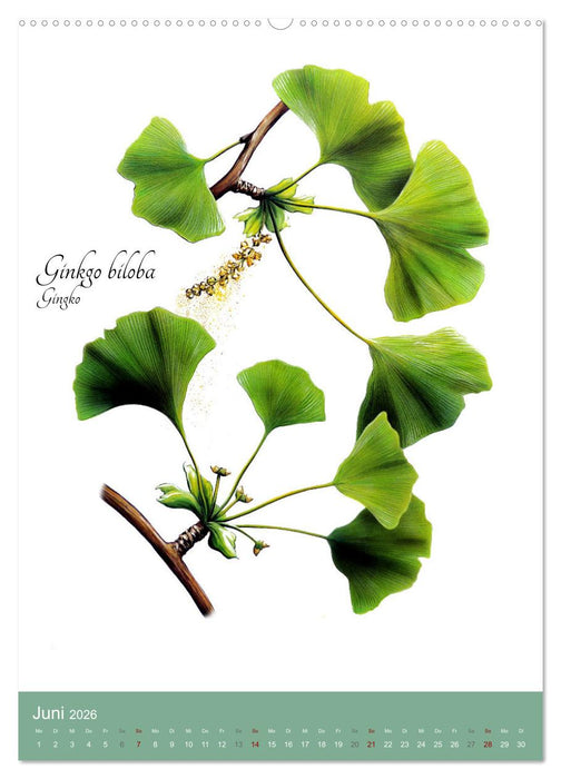 Die wichtigsten Heilkräuter (CALVENDO Premium Wandkalender 2026)