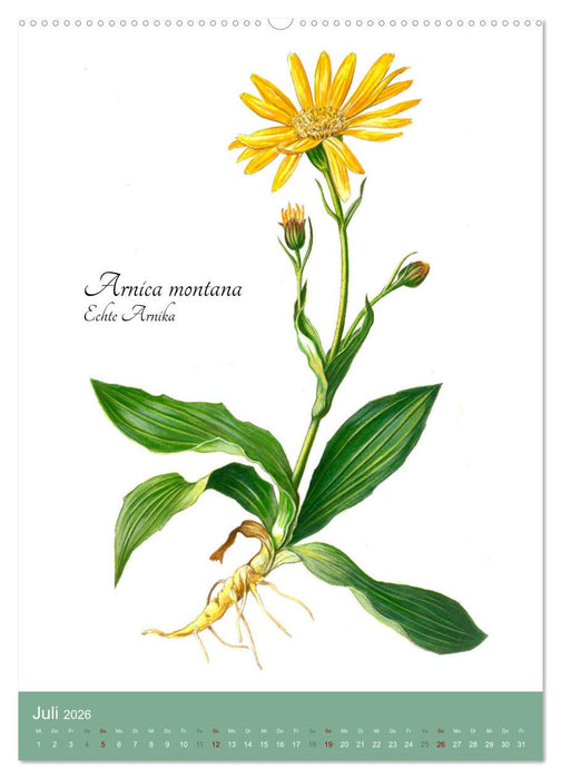 Die wichtigsten Heilkräuter (CALVENDO Premium Wandkalender 2026)