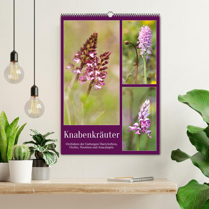 Knabenkräuter (CALVENDO Wandkalender 2026)