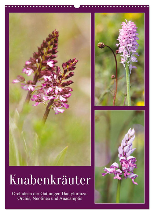 Knabenkräuter (CALVENDO Wandkalender 2026)