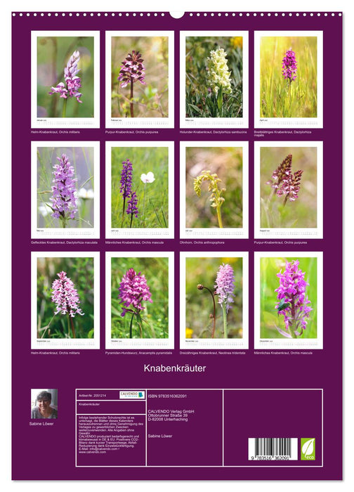 Knabenkräuter (CALVENDO Wandkalender 2026)