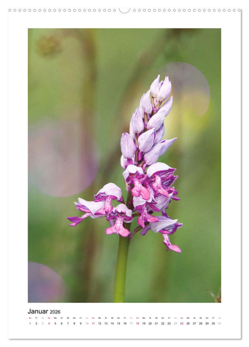 Knabenkräuter (CALVENDO Wandkalender 2026)