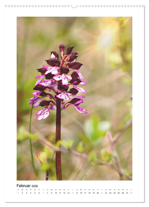 Knabenkräuter (CALVENDO Wandkalender 2026)