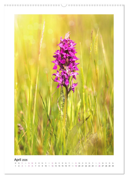 Knabenkräuter (CALVENDO Wandkalender 2026)