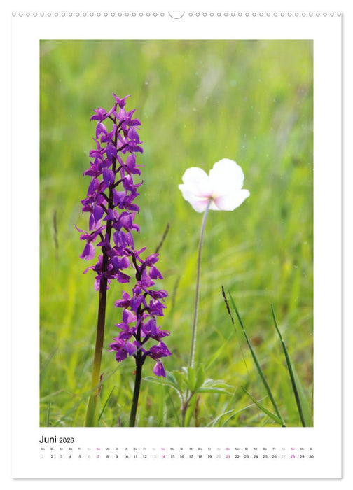 Knabenkräuter (CALVENDO Wandkalender 2026)