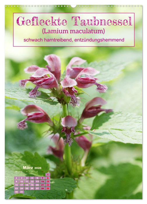 Arzneipflanzen - heilend und giftig (CALVENDO Wandkalender 2026)