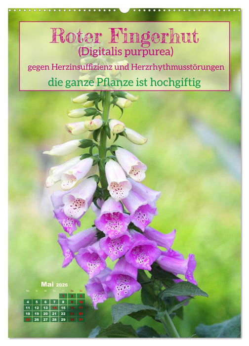Arzneipflanzen - heilend und giftig (CALVENDO Wandkalender 2026)