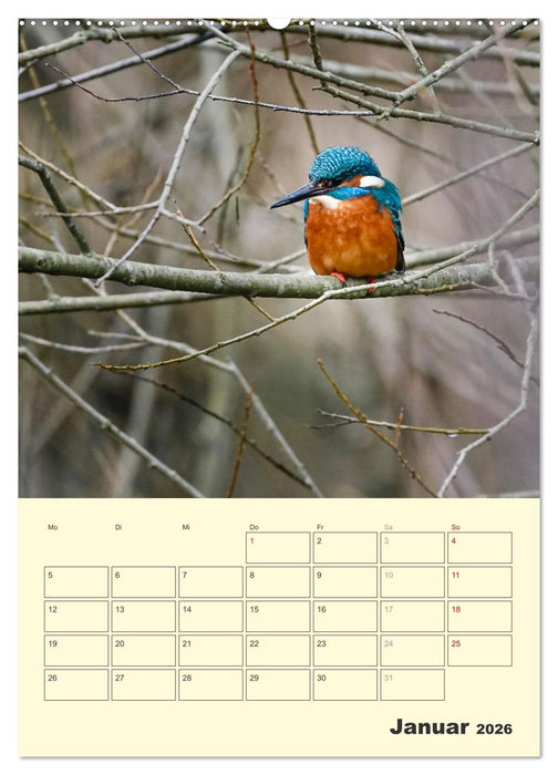 Vogelwelt an der Sieg (CALVENDO Wandkalender 2026)