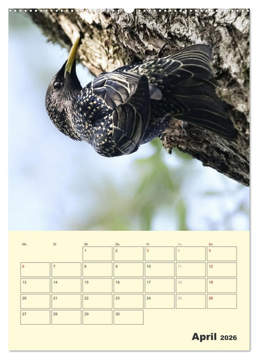 Vogelwelt an der Sieg (CALVENDO Wandkalender 2026)