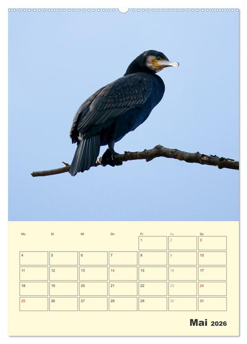 Vogelwelt an der Sieg (CALVENDO Wandkalender 2026)