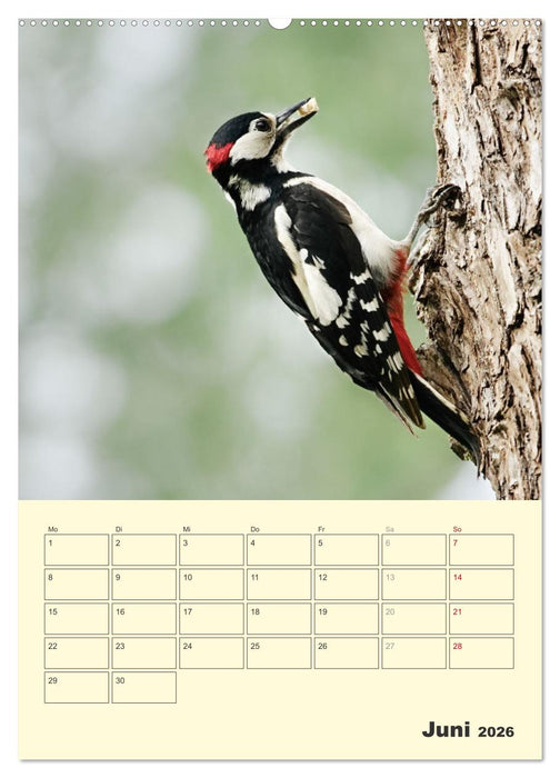 Vogelwelt an der Sieg (CALVENDO Wandkalender 2026)