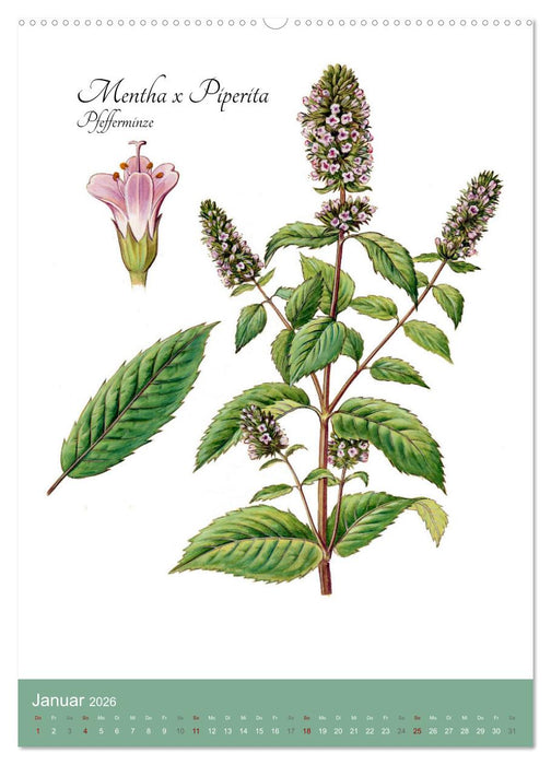 Die wichtigsten Heilkräuter (CALVENDO Wandkalender 2026)