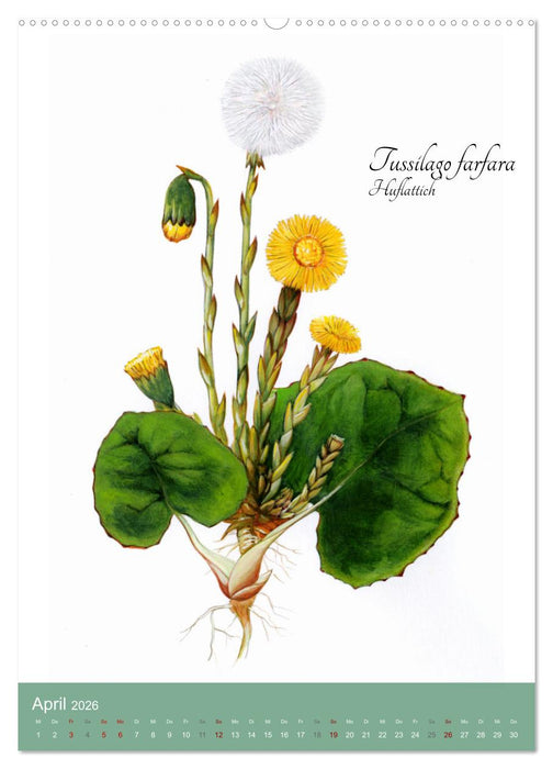 Die wichtigsten Heilkräuter (CALVENDO Wandkalender 2026)