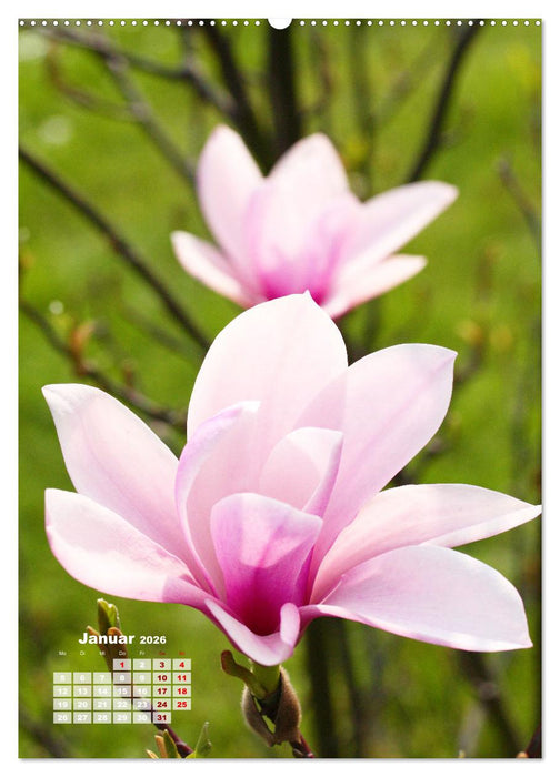Magnolien Ein Frühlingstraum (CALVENDO Premium Wandkalender 2026)