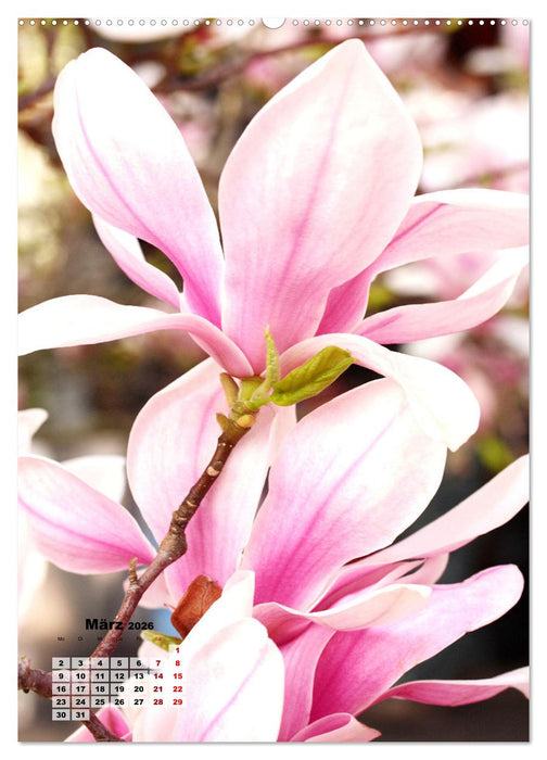 Magnolien Ein Frühlingstraum (CALVENDO Premium Wandkalender 2026)