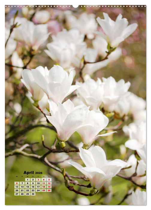 Magnolien Ein Frühlingstraum (CALVENDO Premium Wandkalender 2026)