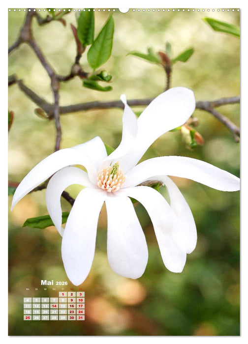 Magnolien Ein Frühlingstraum (CALVENDO Premium Wandkalender 2026)