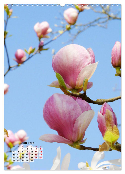 Magnolien Ein Frühlingstraum (CALVENDO Premium Wandkalender 2026)