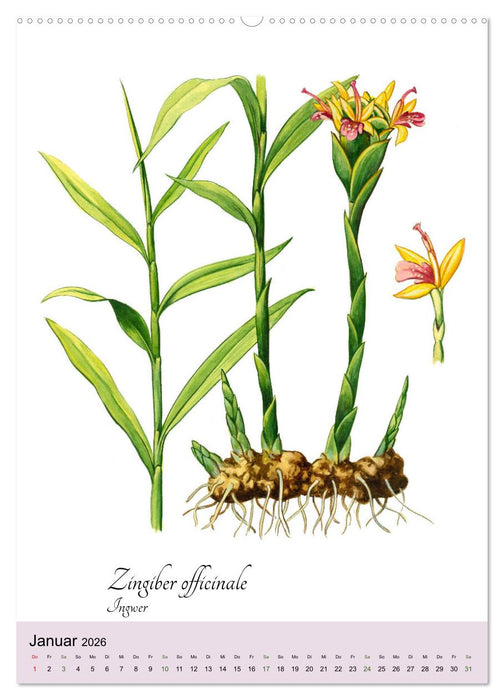 Die wichtigsten Küchenkräuter (CALVENDO Wandkalender 2026)