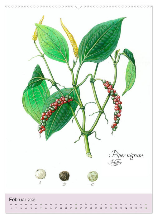 Die wichtigsten Küchenkräuter (CALVENDO Wandkalender 2026)