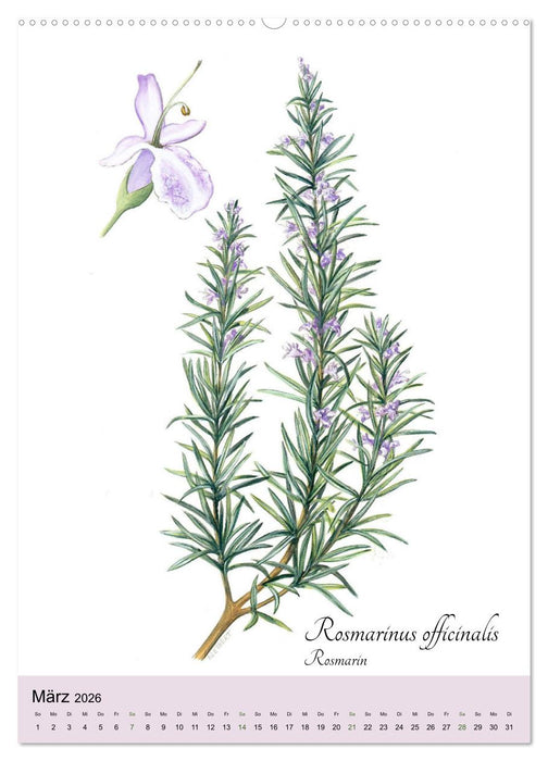 Die wichtigsten Küchenkräuter (CALVENDO Wandkalender 2026)