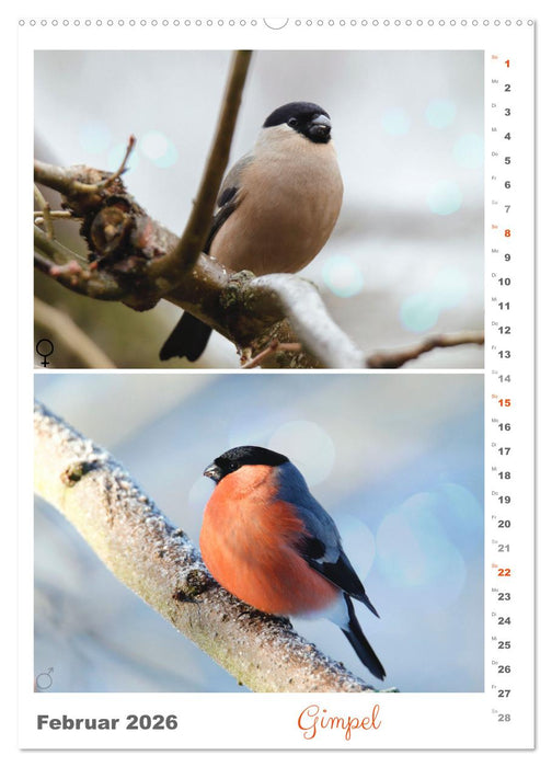 Vogel-Paare (CALVENDO Premium Wandkalender 2026)