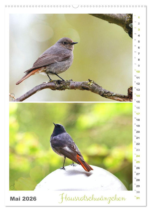 Vogel-Paare (CALVENDO Premium Wandkalender 2026)