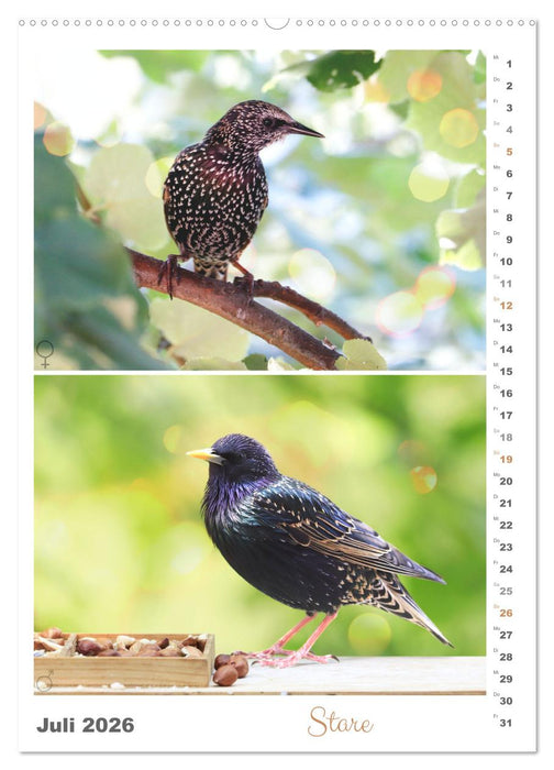 Vogel-Paare (CALVENDO Premium Wandkalender 2026)