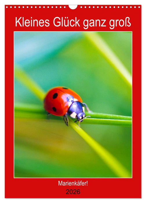 Kleines Glück ganz groß: Marienkäfer! (CALVENDO Wandkalender 2026)