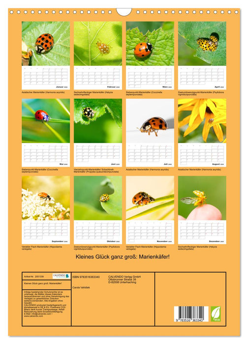 Kleines Glück ganz groß: Marienkäfer! (CALVENDO Wandkalender 2026)
