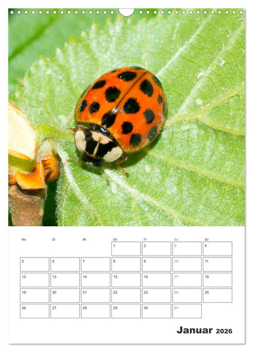 Kleines Glück ganz groß: Marienkäfer! (CALVENDO Wandkalender 2026)