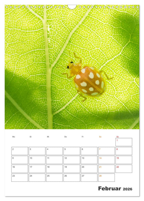 Kleines Glück ganz groß: Marienkäfer! (CALVENDO Wandkalender 2026)
