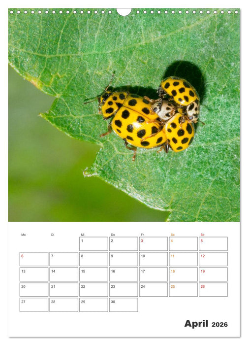 Kleines Glück ganz groß: Marienkäfer! (CALVENDO Wandkalender 2026)