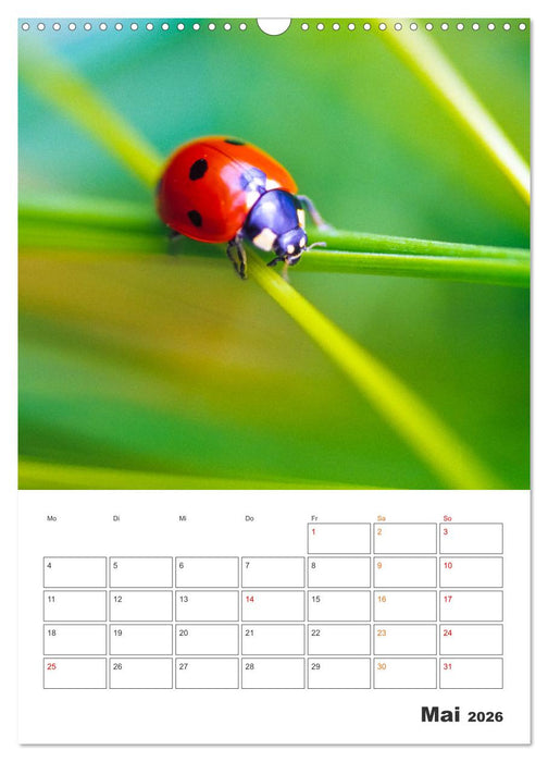 Kleines Glück ganz groß: Marienkäfer! (CALVENDO Wandkalender 2026)