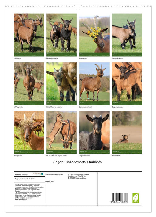 Ziegen - liebenswerte Sturköpfe (CALVENDO Premium Wandkalender 2026)